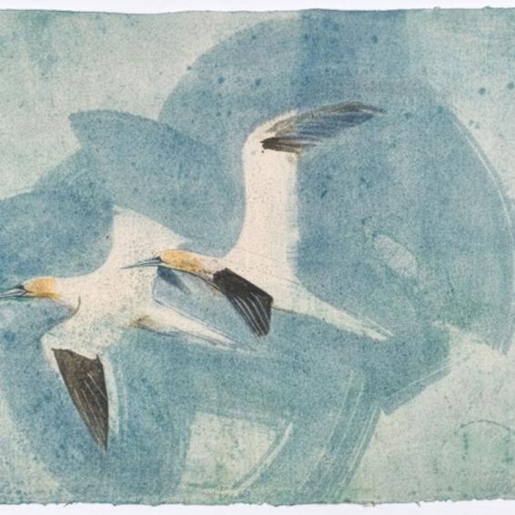 a watercolour of two gannets flying