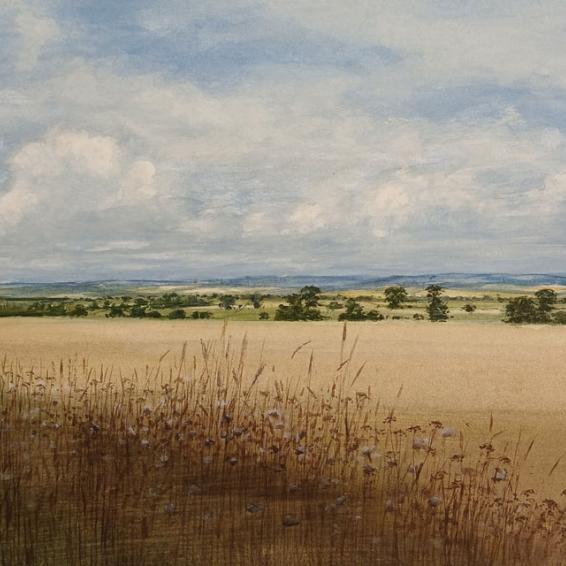 a watercolour painting of a cornfield and blue skies.