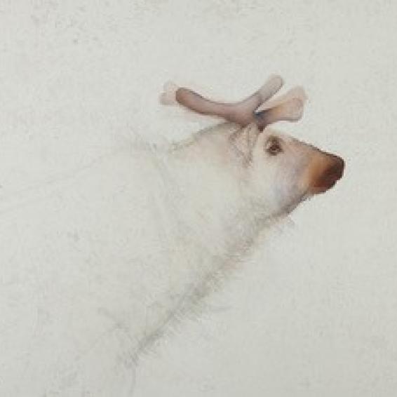 a reindeer