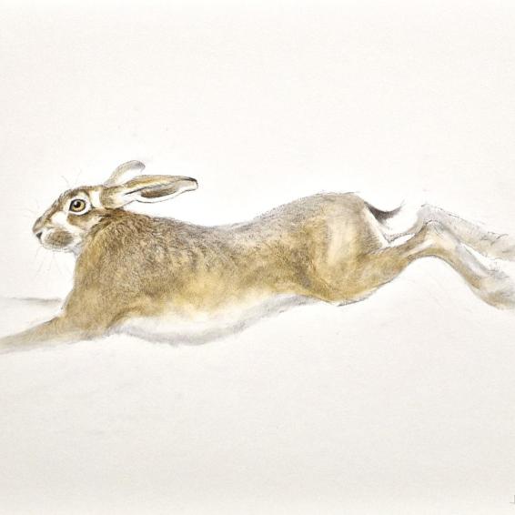 a watercolour of a hare running