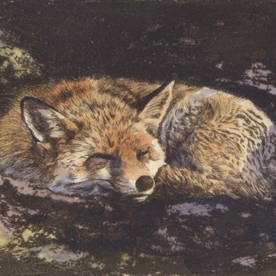 an etching of a fox sleeping