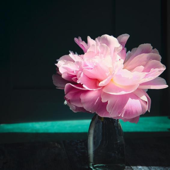 a photograph of a peony